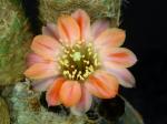 Rebutia rosalbiflora FR1115 (Samen)