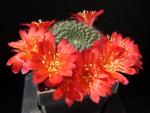 Rebutia minuscula (Samen)