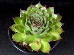 Sempervivum (green - large)