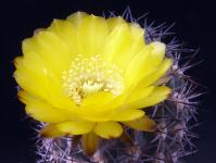 Thumbnail of 1002_Acanthocalycium_glaucum_20120517_02(1).jpg