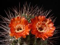 Thumbnail of 1316_Acanthocalycium_variiflorum_20160830(1).JPG