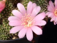 Thumbnail of 1344_Rebutia_20120517(1).jpg